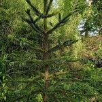 Araucaria araucana Habit