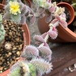 Delosperma echinatum Flower