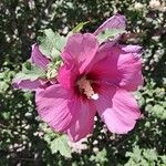 Hibiscus syriacusЛист