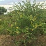 Vachellia nilotica Habitus