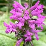 Stachys officinalis Квітка