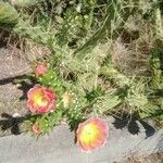 Opuntia tomentosa Květ