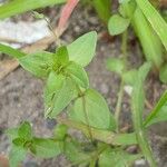 Lysimachia arvensis Blatt