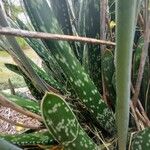 Gasteria disticha Leaf