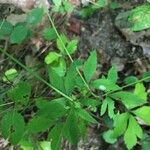 Sanicula canadensis Feuille