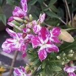 Matthiola incana Kukka