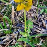 Coronilla minima Bark