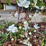 Clerodendrum laevifolium Fleur