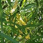 Salix eleagnos Цвят