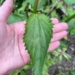 Verbena urticifolia List