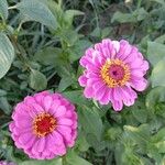 Zinnia elegans Květ