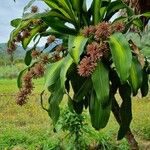 Dracaena fragrans Leaf