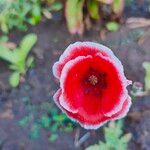 Papaver setiferum Цвят