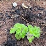 Pelargonium × asperum ഇല