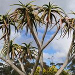 Aloidendron barberae Blad