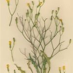 Launaea lanifera 整株植物