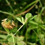 Trifolium michelianum Drugo