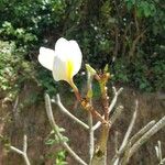 Plumeria alba Flor