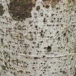 Licania densiflora Bark