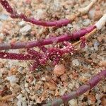 Salicornia procumbens Habitus