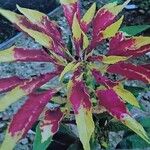 Amaranthus tricolor برگ