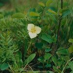 Calochortus nuttallii