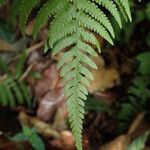 Thelypteris guineensis Folio