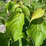 Cornus kousa Folha