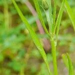 Koelpinia linearis Leaf