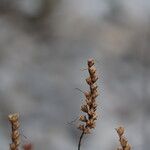 Odontites luteus Fruit