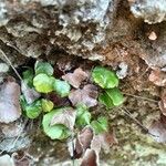 Adiantum reniforme Folio