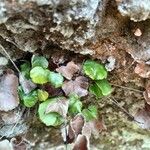 Adiantum reniforme Foglia