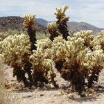 Cylindropuntia bigelovii عادت