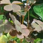 Oxalis spiralis Feuille