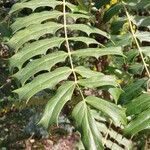 Berberis oiwakensis Leaf
