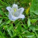 Campanula barbataBloem