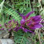 Astragalus hypoglottis Habitus