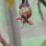 Ardisia wallichii 花