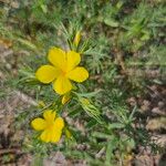 Linum nodiflorum Flower