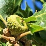 Quercus garryana Fruto