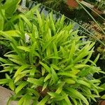 Bryobium hyacinthoides Hábito