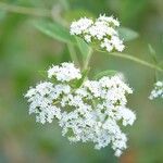 Stevia ovata Flor