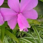 Cattleya loddigesii 花