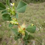 Tripodion tetraphyllum Cortiza