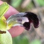 Ophrys omegaifera Flower