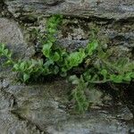 Asplenium marinum Leaf