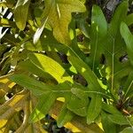 Stenocarpus sinuatus Levél