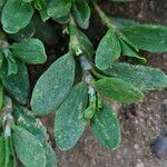 Polygonum arenastrum Leaf