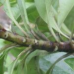 Ardisia densiflora Bark