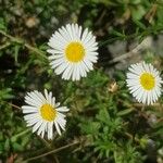 Erigeron karvinskianus花